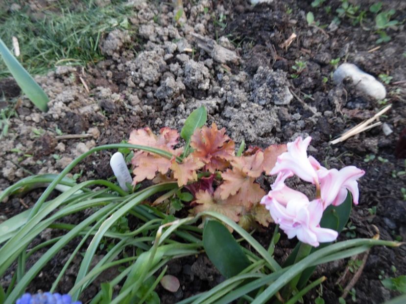  - 000 Aprilie in gradina