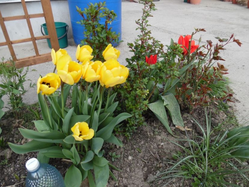 - 000 Aprilie in gradina