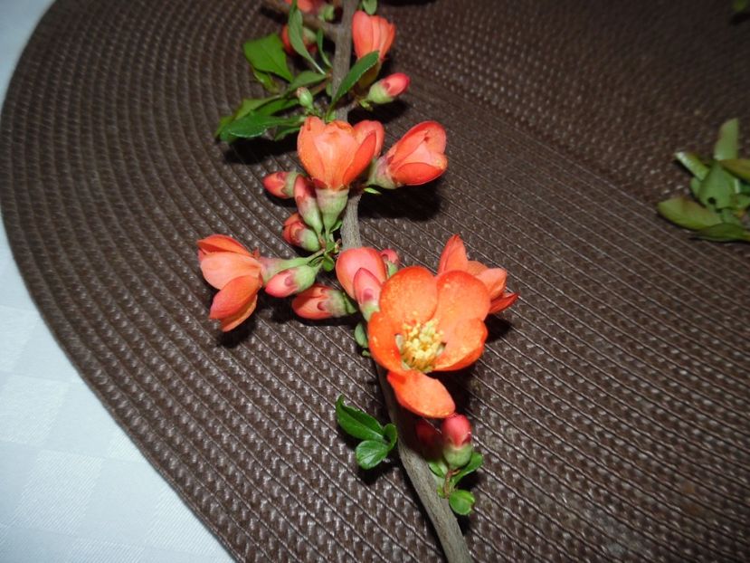  - 000 Aprilie in gradina
