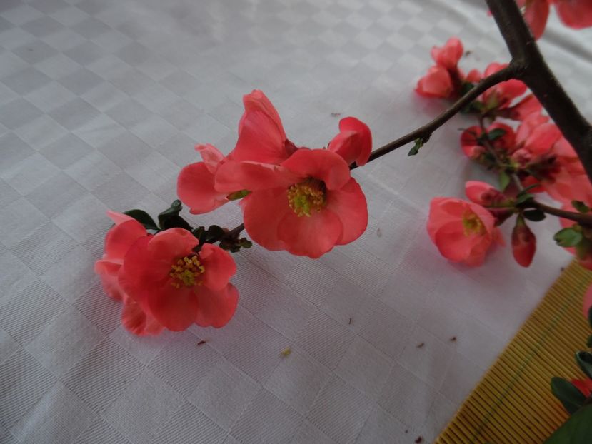  - 000 Aprilie in gradina