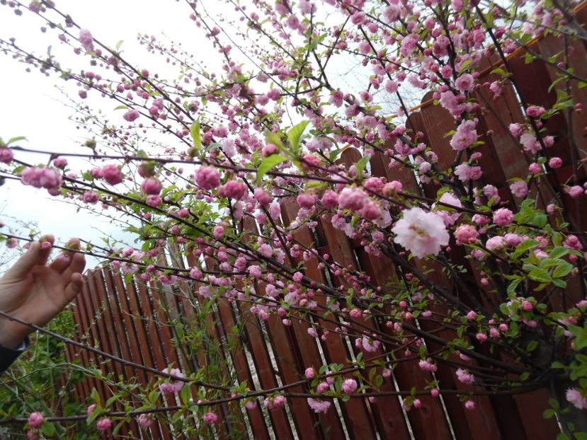  - 000 Aprilie in gradina