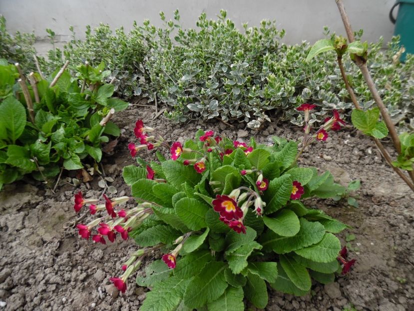  - 000 Aprilie in gradina