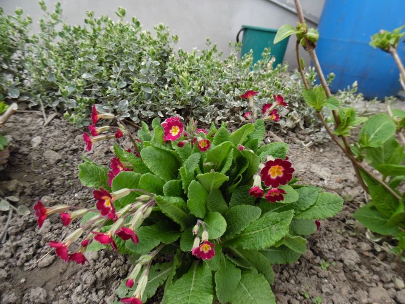  - 000 Aprilie in gradina