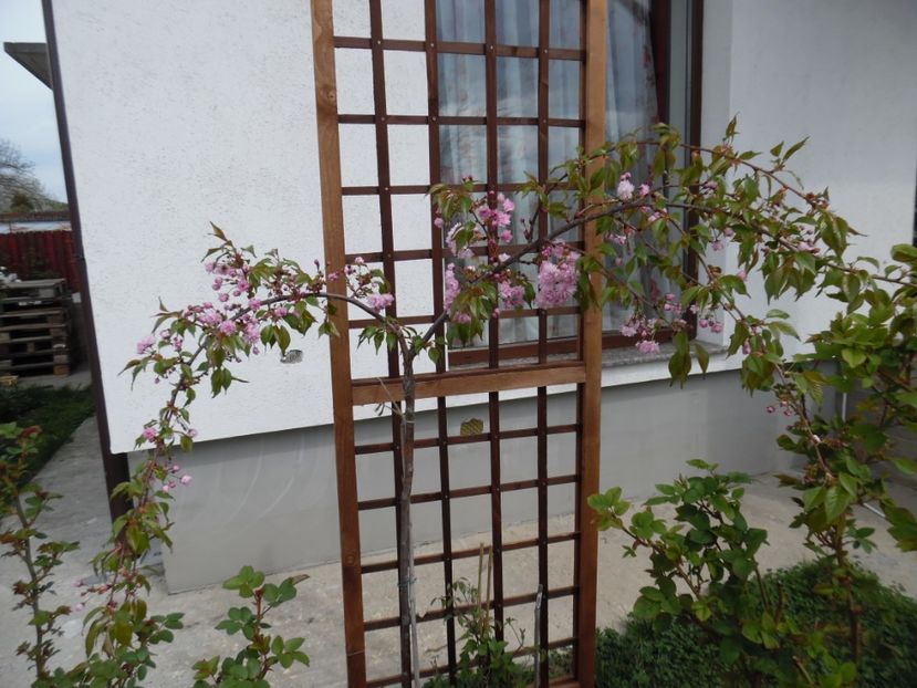  - 000 Aprilie in gradina