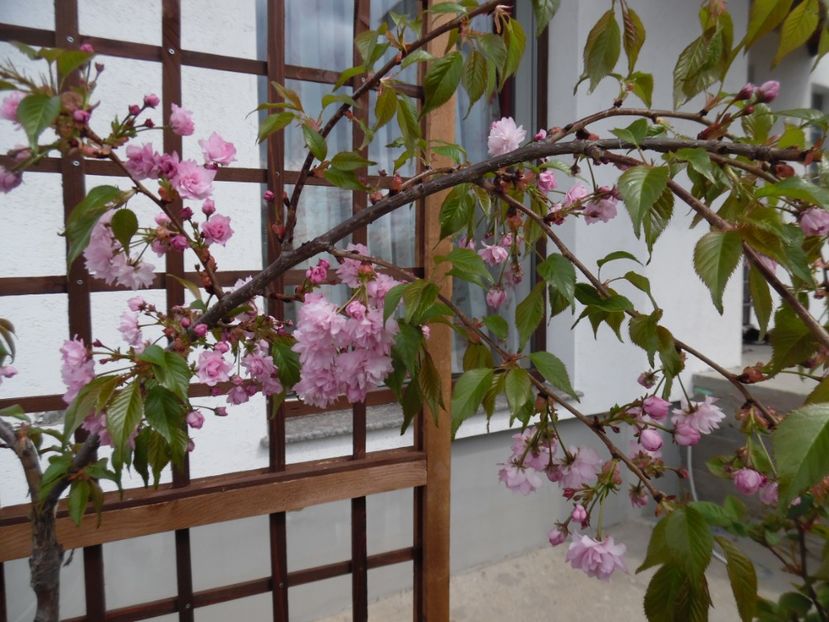  - 000 Aprilie in gradina