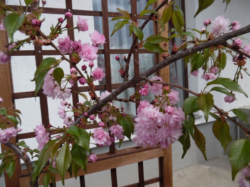  - 000 Aprilie in gradina
