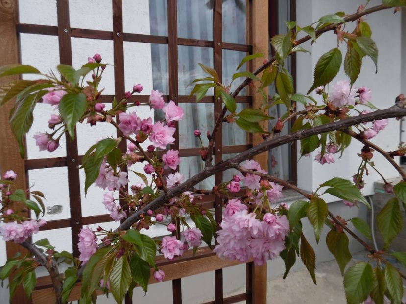  - 000 Aprilie in gradina