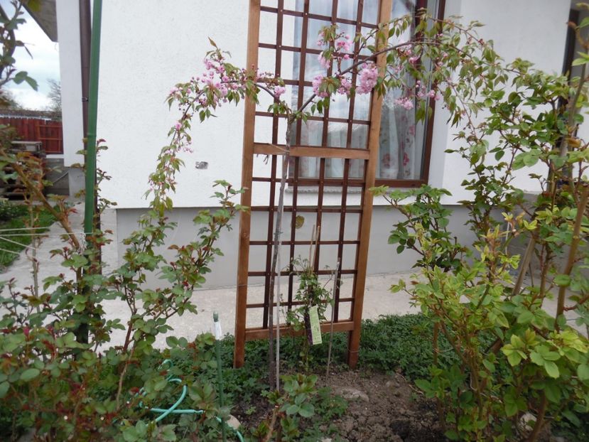  - 000 Aprilie in gradina