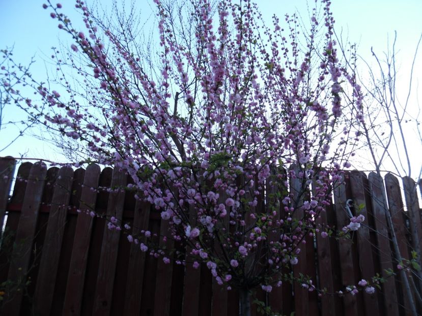  - 000 Aprilie in gradina