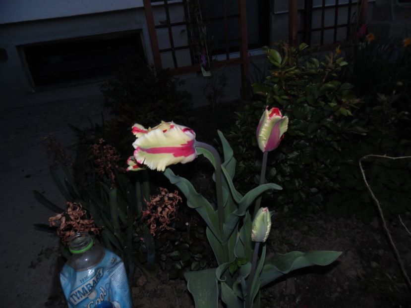  - 000 Aprilie in gradina