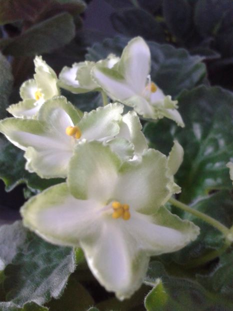 9 apr - ZZ My Sensation