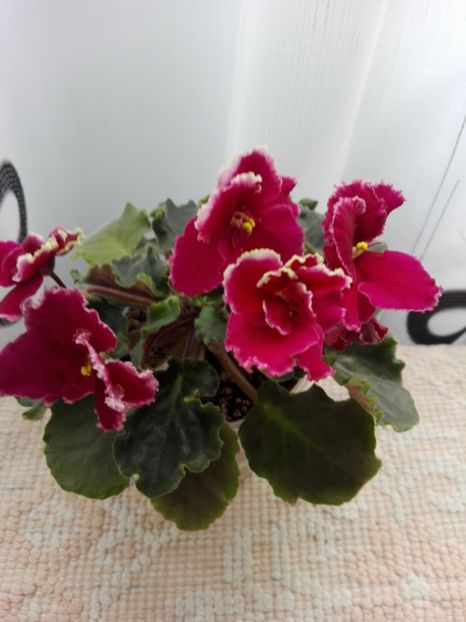 4 apr - ZZ LE Ognennyi Motilki -LE Fire Moths