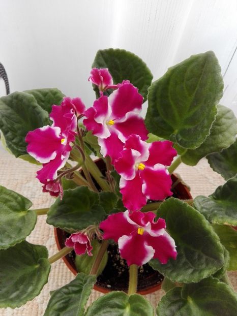 4 apr - AA VIOLETE de COLECTIE