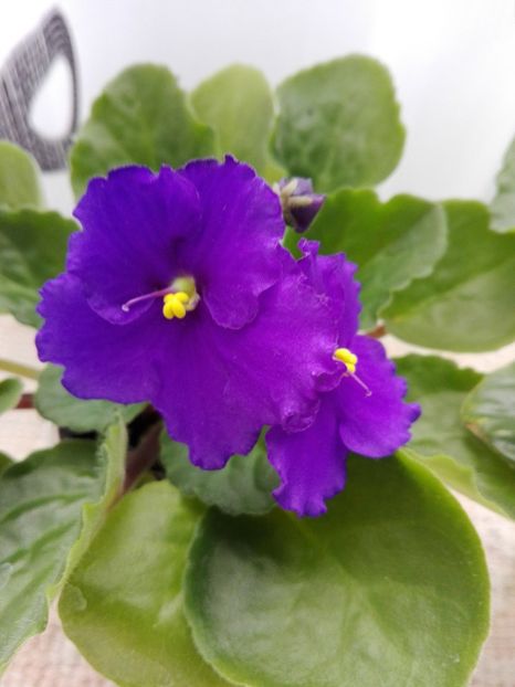 4 apr - AA VIOLETE de COLECTIE