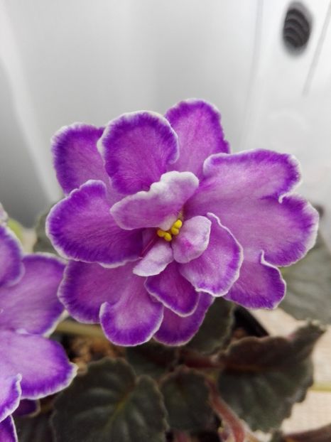 4 apr - ZZ King s Treasure