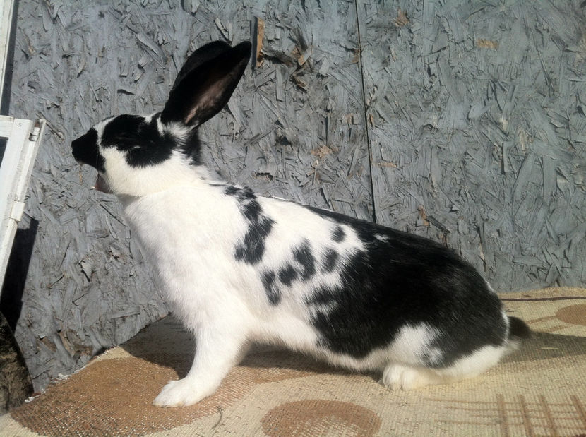 C1 MAMA (1) - Ultimele exemplare din iepuri comuni