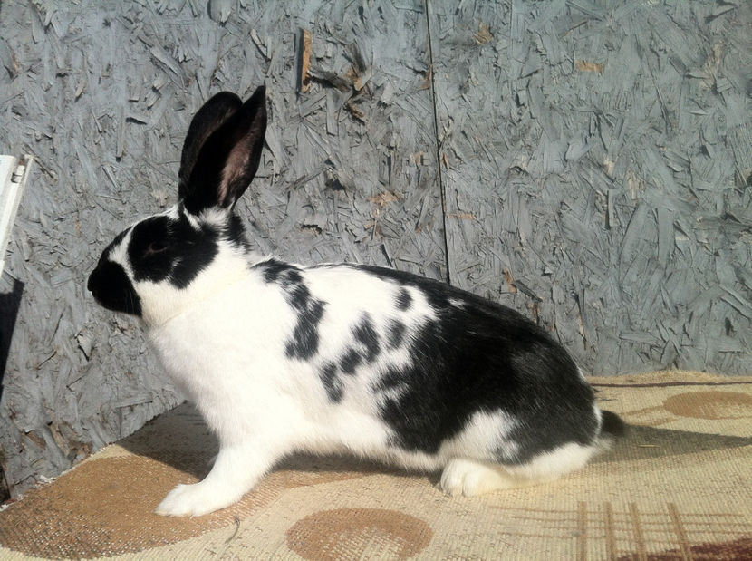 C1 MAMA (2) - Ultimele exemplare din iepuri comuni