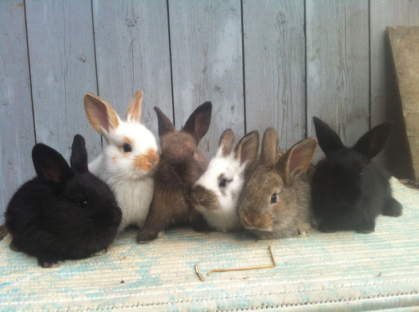 C1 - Ultimele exemplare din iepuri comuni