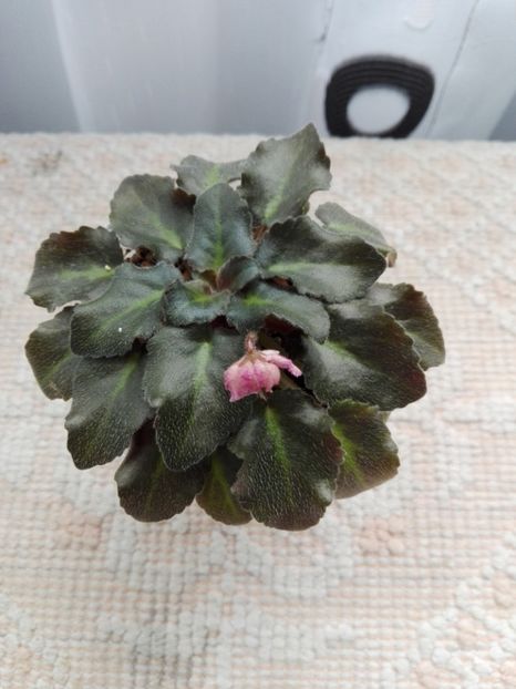 4 apr - ZZ Rob s Hopscotch