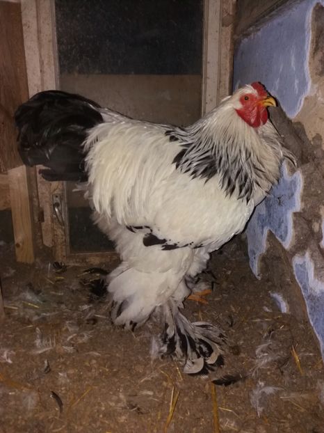  - Cocosi de vinzare cocosi