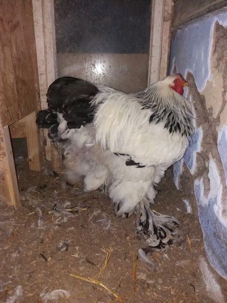  - Cocosi de vinzare cocosi