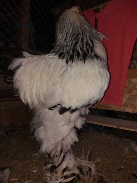  - Cocosi de vinzare cocosi