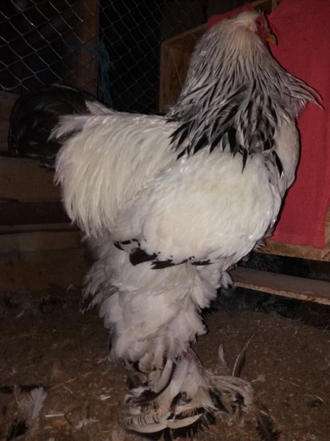  - Cocosi de vinzare cocosi