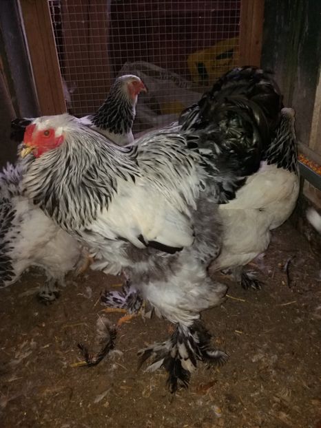  - Cocosi de vinzare cocosi