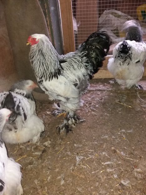  - Cocosi de vinzare cocosi