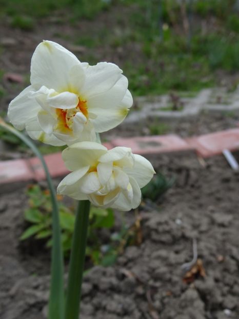 Cheerfulness - E primavara iarasi primavara