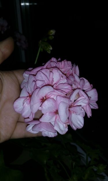  - muscate