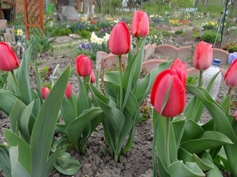 King's Blood - E primavara iarasi primavara