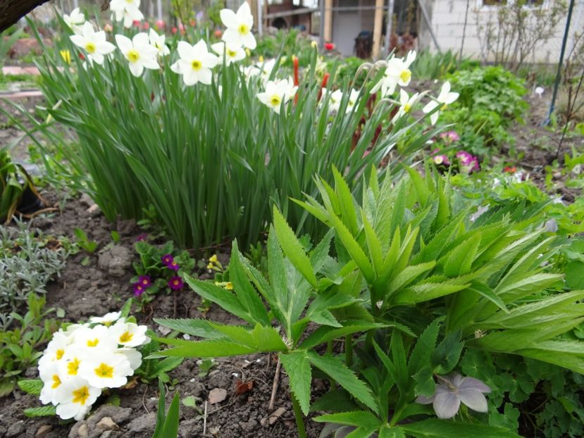  - E primavara iarasi primavara