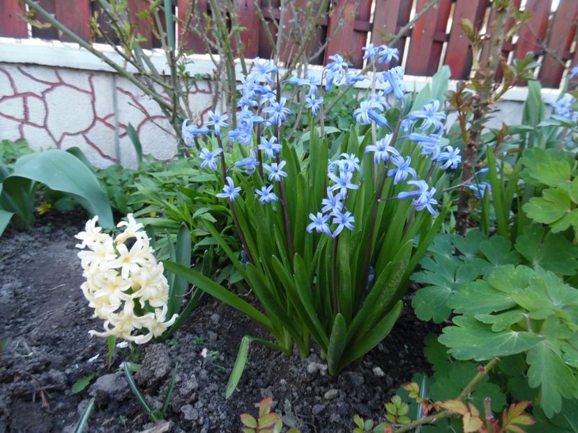 - 000 Aprilie in gradina