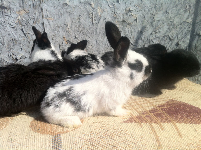 C2 (2) - Ultimele exemplare din iepuri comuni
