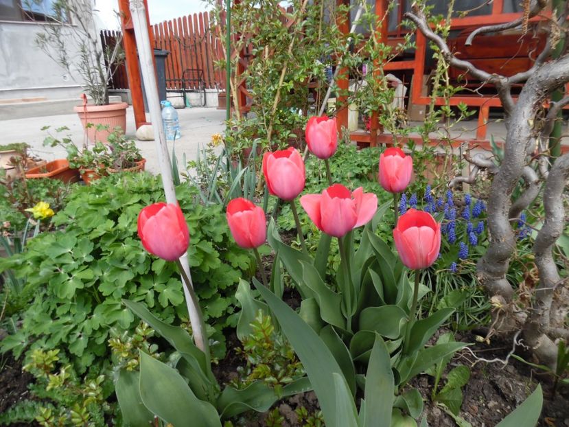  - 000 Aprilie in gradina