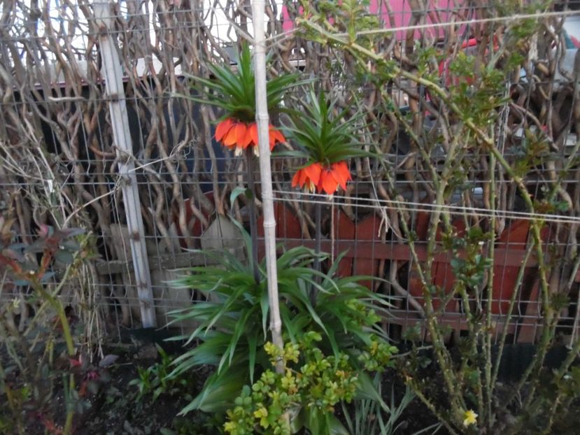  - 000 Aprilie in gradina
