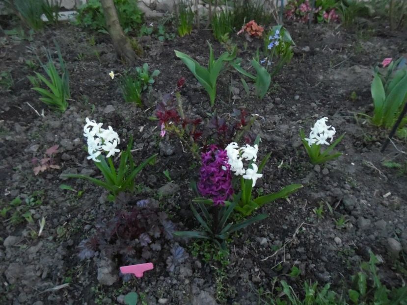  - 000 Aprilie in gradina