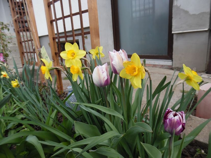  - 000 Aprilie in gradina
