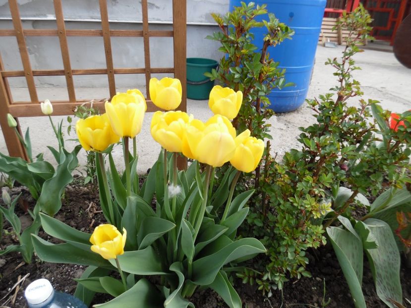  - 000 Aprilie in gradina