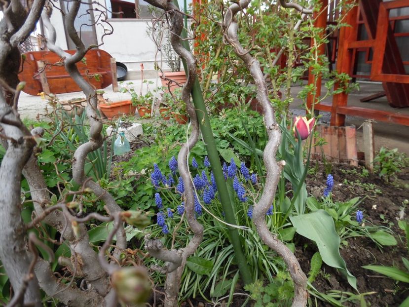  - 000 Aprilie in gradina