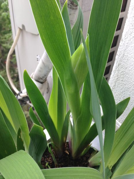 stanjenei - FLORILE MELE 2017