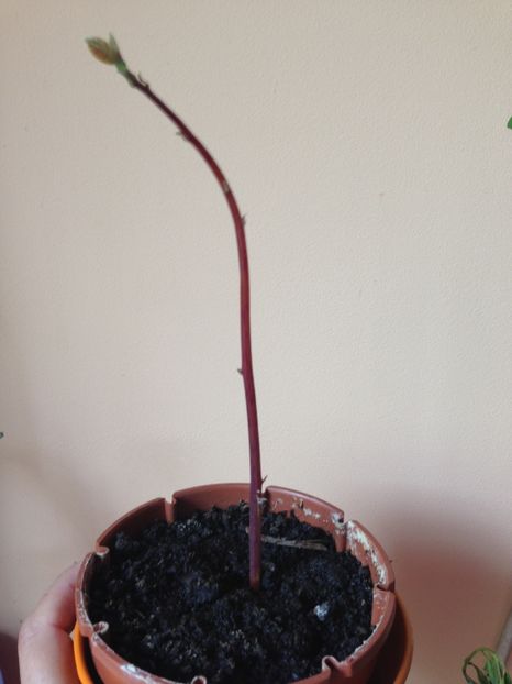 avocado din seminte - FLORILE MELE 2017