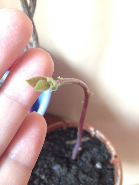 avocado din seminte - FLORILE MELE 2017