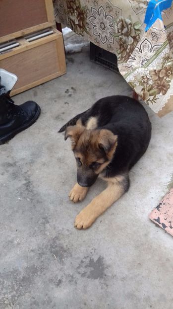 ARKA la 6 saptamani - ARKA si ARES