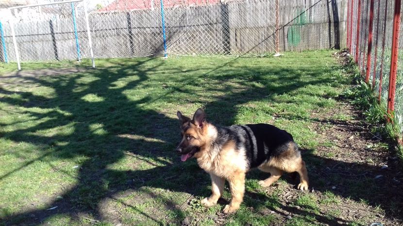 ARKA la 4 luni - ARKA si ARES