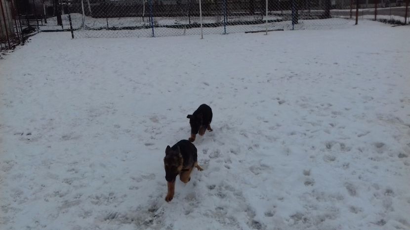 La joaca - ARKA si ARES