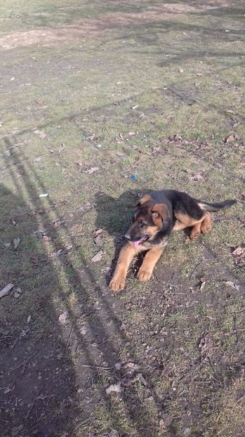 ARES la 2 luni si jumatate - ARKA si ARES