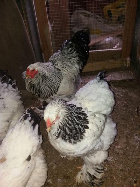  - Cocosi de vinzare cocosi