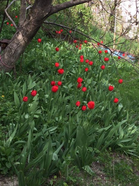  - 2017 GRADINA PRIMAVARA